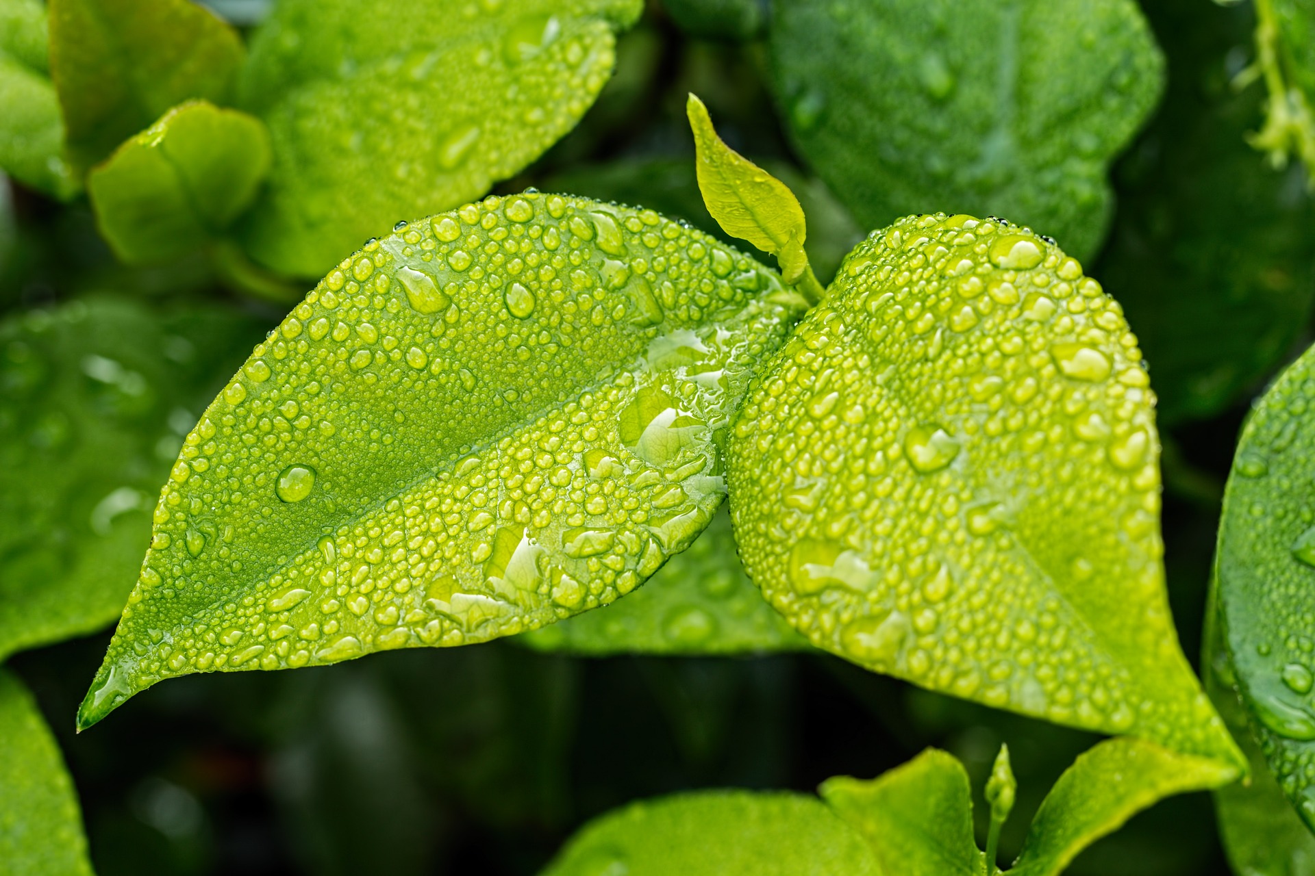 groen blad van een plant