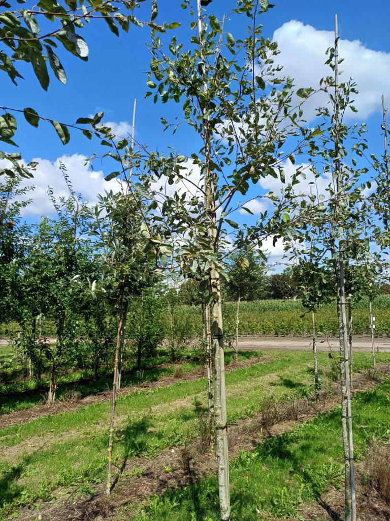 Amelanchier of krentenboom