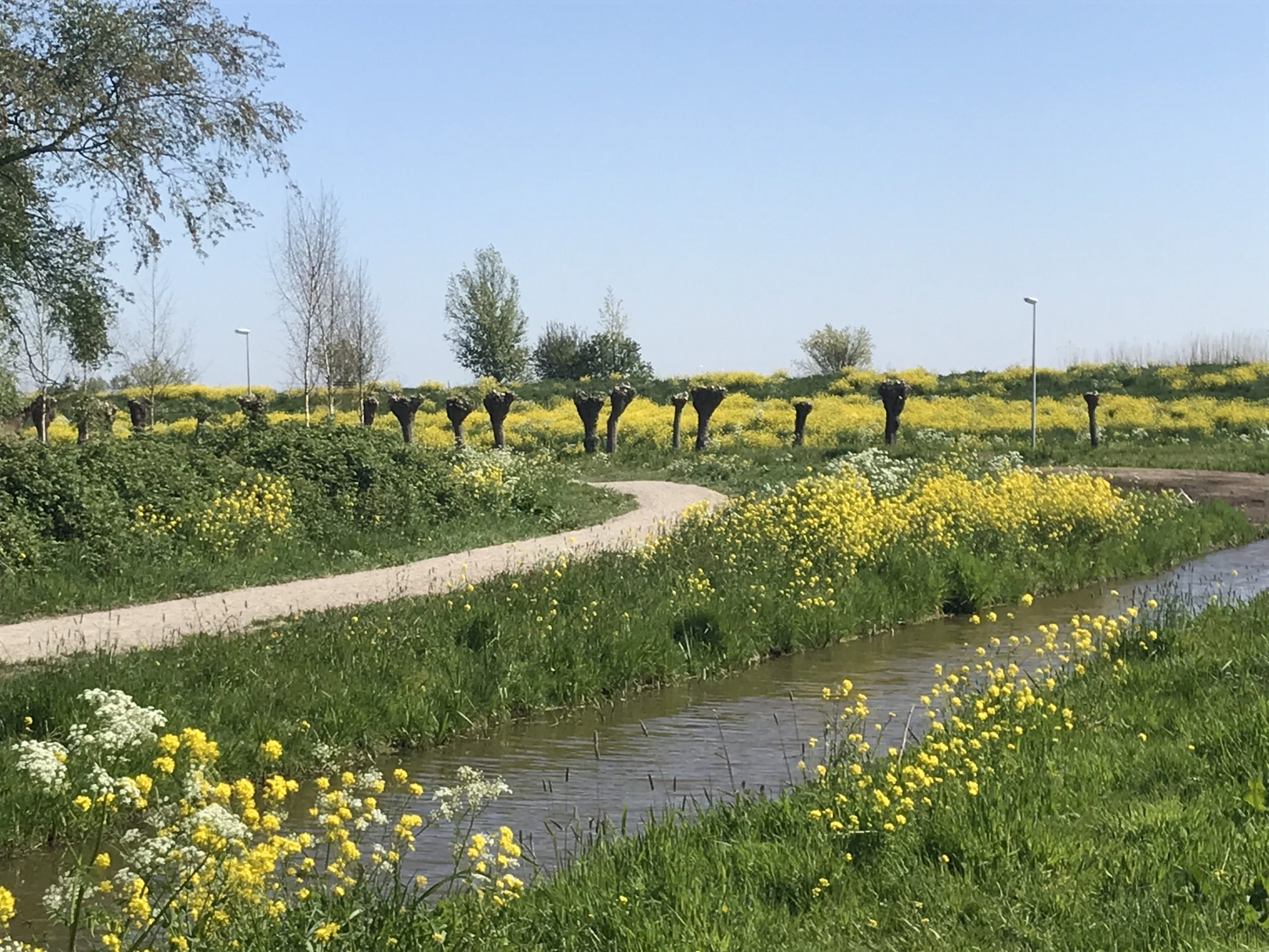 Natuurgebied Gouwebos