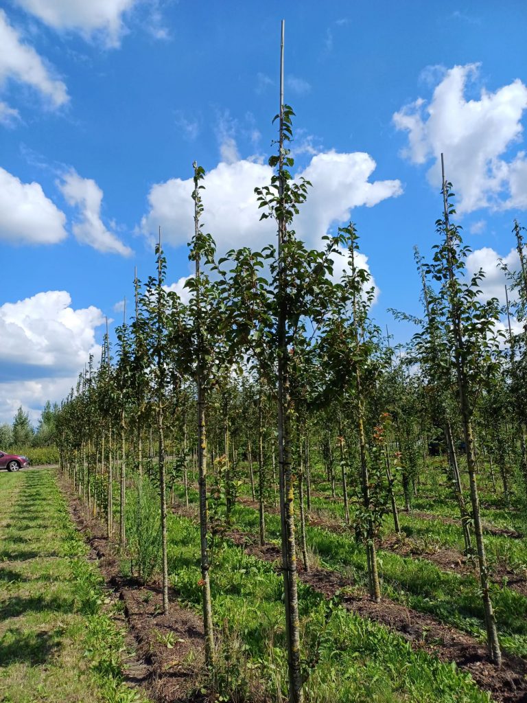 Prunus of sierkers