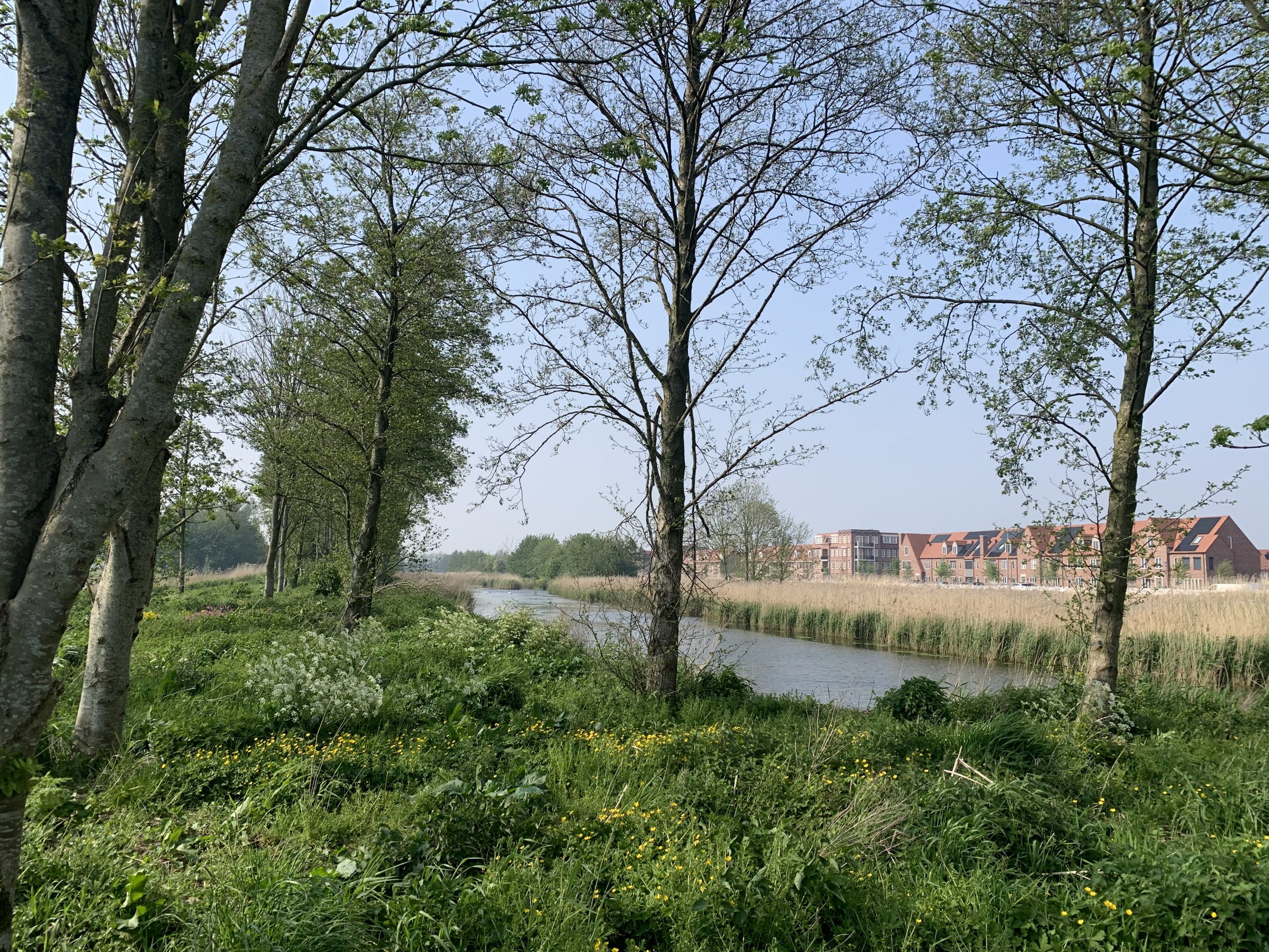bomen in het gras met een sloot er naast en verderop huizen