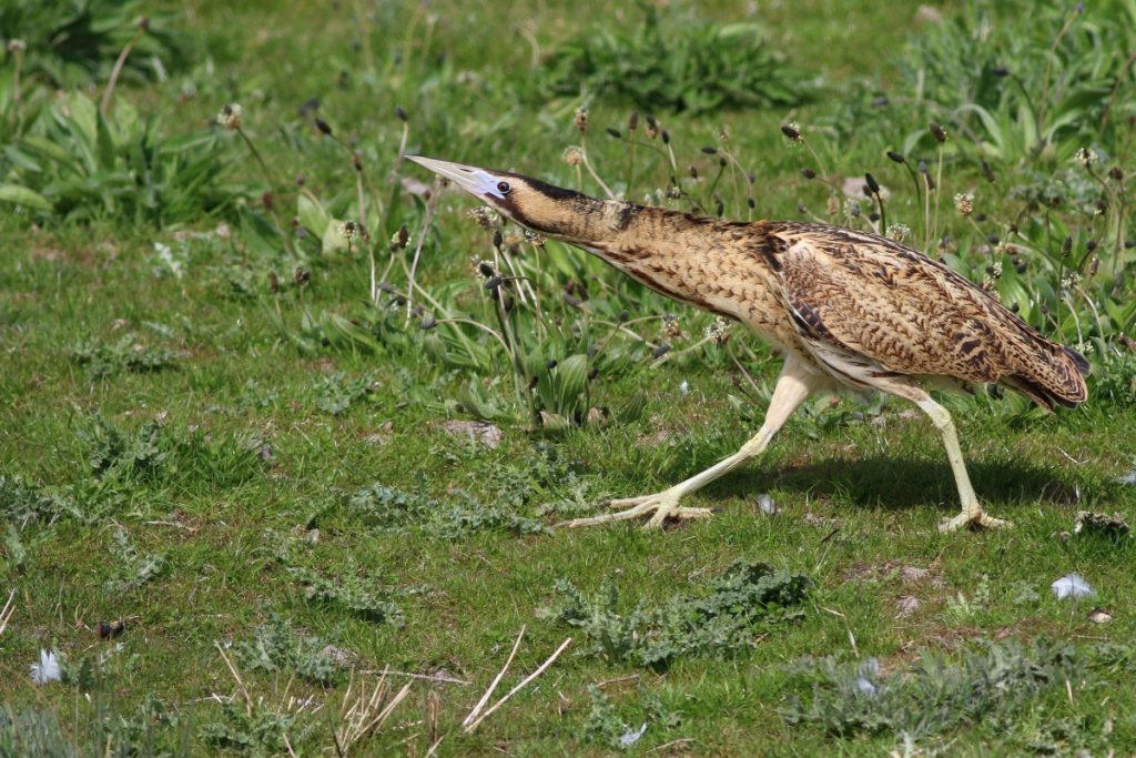Een roerdomp (vogel) loopt door het gras.