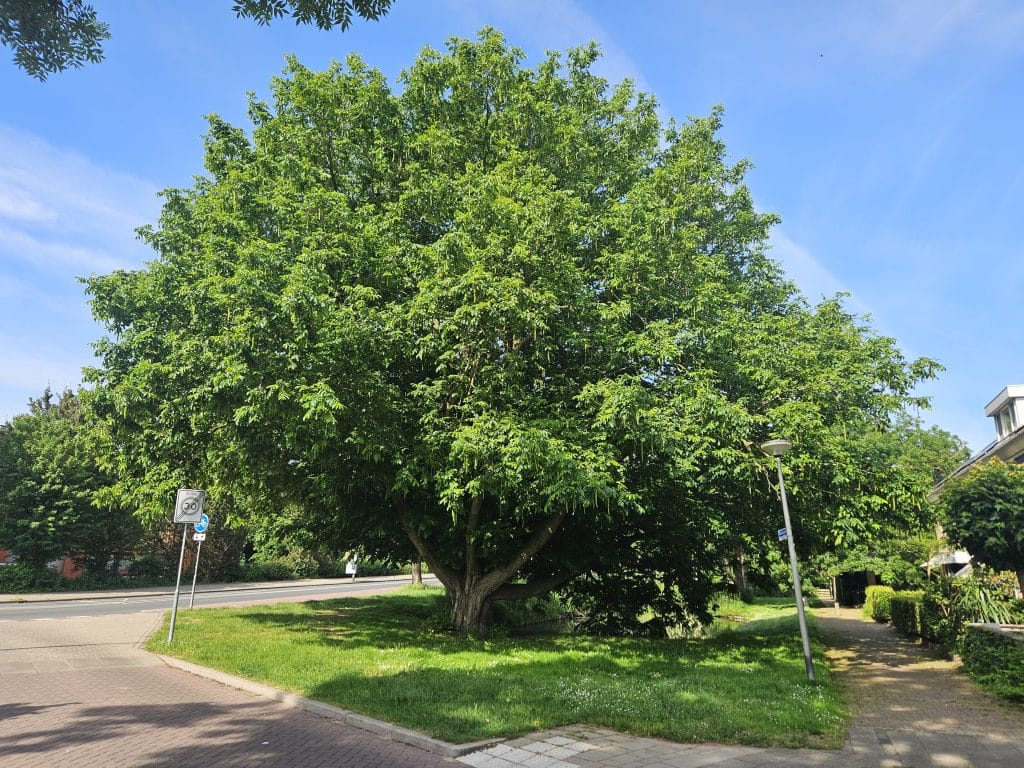 vleugelnootboom